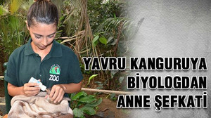 Yavru kanguruya biyologdan anne şefkati