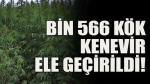 Bin 566 kök kenevir ele geçirildi!