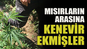Mısırların arasına kenevir ekmişler