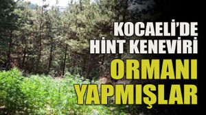 Kocaeli’de Hint keneviri ormanı yapmışlar