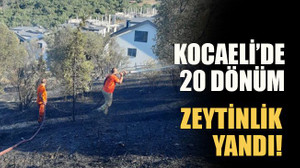 Kocaeli’de 20 dönüm zeytinlik yandı!