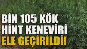Bin 105 kök Hint keneviri ele geçirildi!