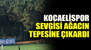 Kocaelispor sevgisi ağacın tepesine çıkardı