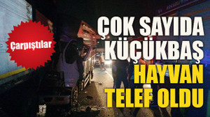 Çarpıştılar Çok sayıda küçükbaş hayvan telef oldu