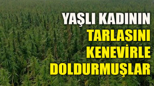 Yaşlı kadının tarlasını kenevirle doldurmuşlar