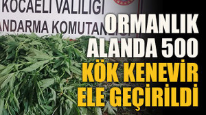 Ormanlık alanda 500 kök kenevir ele geçirildi