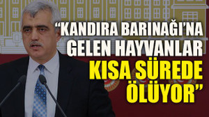 Gergerlioğlu: “Kandıra Barınağı’na gelen hayvanlar kısa sürede ölüyor”