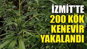 İzmit’te 200 kök kenevir yakalandı
