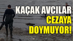 Kaçak avcılar cezaya doymuyor!