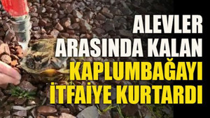 Alevler arasında kalan kaplumbağayı itfaiye kurtardı