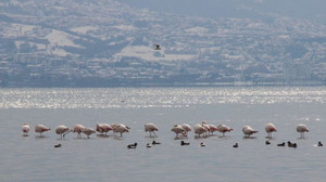 Flamingolar, kışın keyfini sürüyor