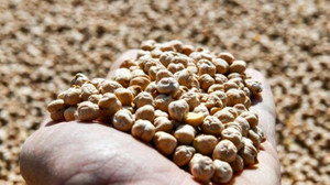 Sayıştay, nohuttaki oyunu ortaya çıkardı