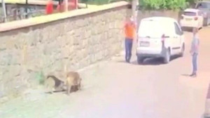 Yolda yatan köpeğin üzerinden aracıyla geçti