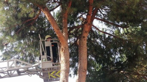 Evden kaçtı, ağaçtan itfaiye kurtardı