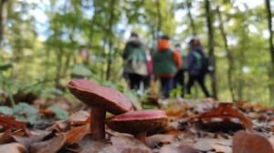 Sonbaharı yaşamak isteyen oraya koşuyor