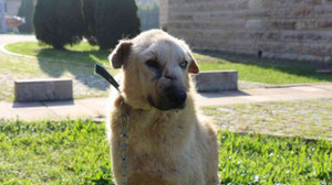 Kanser hastası köpeğin inanılmaz değişimi