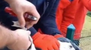 Tellere takılan martıyı itfaiye ekipleri kurtardı