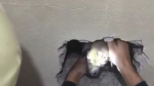 İki bina arasına sıkışan yavru köpeğe kurtarma operasyonu