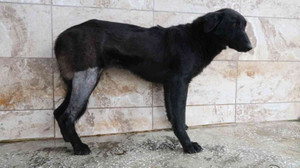 Silahla vurularak yaralanan köpek Patilik’te iyileşti