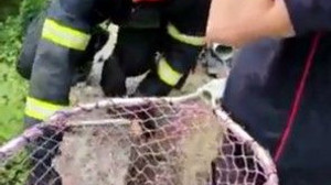 İtfaiye ekiplerinden 'tavuk kurtarma' operasyonu