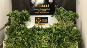 Dağlık alana Hint keneviri ekmişler