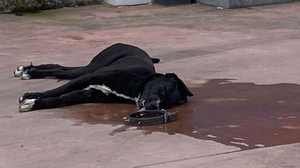 Köpeği demir çubuk ve tekmelerle döverek öldürdüler!