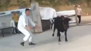 Kaçan kurbanlıklar hem sahiplerine hem vatandaşlara zor anlar yaşattı