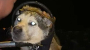 Denizde mahsur kalan köpeği itfaiye kurtardı