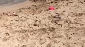 Plajda yılanla karışı karşıya gelen vatandaşlar şoka uğradı!