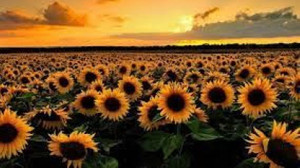 Ayçiçeğin fiyatı üçüncü kez değişti!