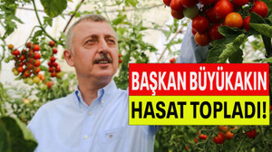 Başkan Büyükakın hasat topladı!