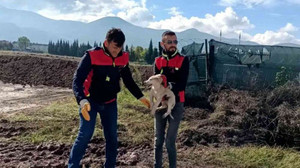 Çukura düşen yavru köpeği, A Takımı kurtardı