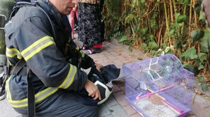 Muhabbet kuşunu yangından böyle kurtardılar