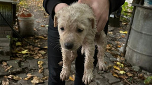 Dereye düşen yavru köpeğin yardımına itfaiye yetişti