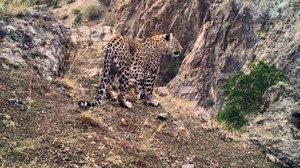 Anadolu leoparının yayılış haritası oluşturulacak