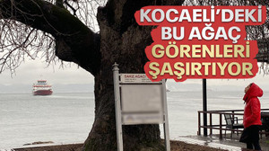 Kocaeli'deki bu ağaç, görenleri şaşırtıyor!