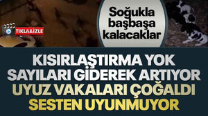 Kısırlaştırma yok, sayıları giderek artıyor, uyuz vakaları çoğaldı, sesten uyunmuyor
