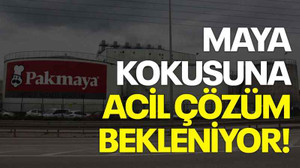 Maya kokusuna acil çözüm bekleniyor
