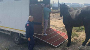Kocaeli'de yakalanan başıboş at Tekirdağ'a gönderildi