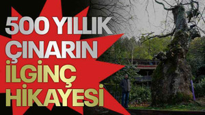 500 yıllık çınarın ilginç hikayesi