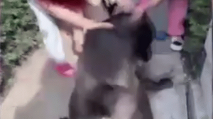 Banu Parlak’ın köpeği, komşusunun köpeğini parçalayarak öldürdü
