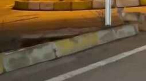 Aç kalan tilki şehir merkezine indi