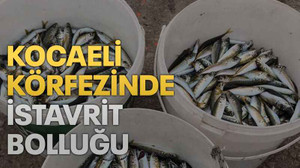 Kocaeli körfezinde istavrit bolluğu