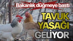 Bakanlık düğmeye bastı Tavuk yasağı geliyor