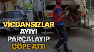 Vicdansızlar ayıyı parçalayıp, çöpe attı