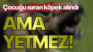 Çocuğu ısıran köpek alındı, AMA YETMEZ!