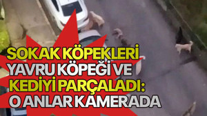 Sokak köpekleri yavru köpeği ve kediyi parçaladı: O anlar kamerada