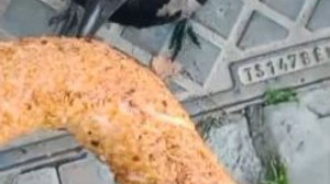 Vatandaş ile karganın dostluğu tebessüm ettirdi