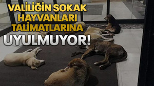 Valiliğin sokak hayvanları talimatlarına uyulmuyor!