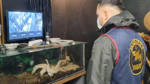 Komşuda ilginç olay: Evinde iki kraliyet pitonu, onlarca hamster bulundu!